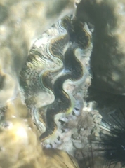 Tridacna maxima
