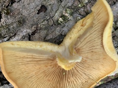 Gymnopilus luteus