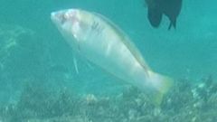 Halichoeres scapularis