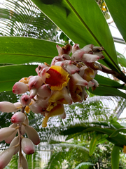 Alpinia