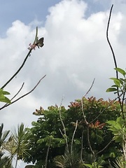 Papilio clytia clytia