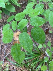 Amelanchier arborea