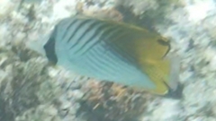 Chaetodon auriga