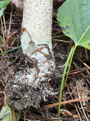 Leccinum vulpinum
