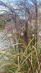 Miscanthus sinensis