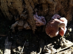Auricularia cornea