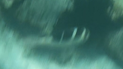 Monotaxis grandoculis