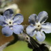 Cynoglossum virginianum - Photo (c) Patrick Coin, algunos derechos reservados (CC BY-NC-SA)
