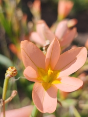 Moraea miniata