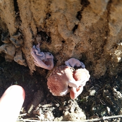 Auricularia cornea