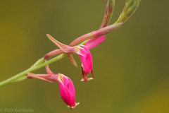 Oenothera suffrutescens