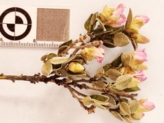 Podalyria burchellii