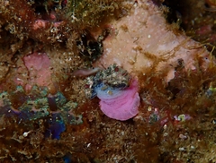 Actinostella bradleyi