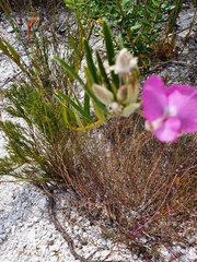 Podalyria burchellii