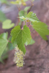 Vitis arizonica