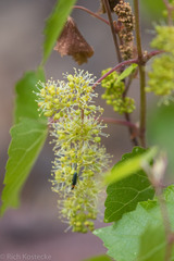 Vitis arizonica