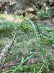 Carex lurida
