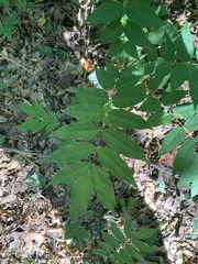 Wisteria sinensis