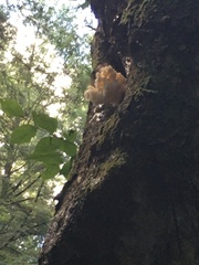 Hericium americanum