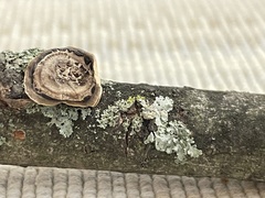 Trametes villosa
