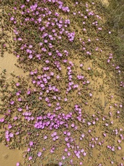 Lampranthus debilis
