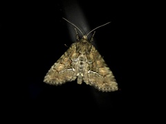 Antapamea conciliata