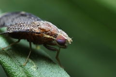 Eutreta noveboracensis