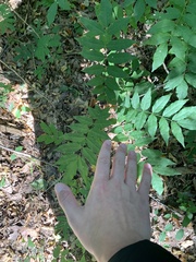 Wisteria sinensis