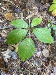 Rubus canadensis
