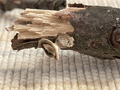 Trametes villosa