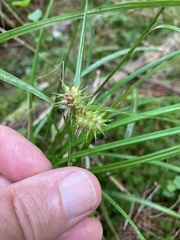 Carex lurida