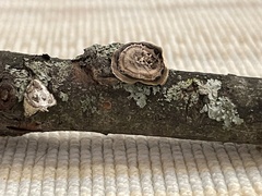 Trametes villosa