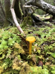 Gloioxanthomyces nitidus