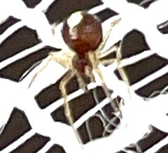 Neottiura bimaculata