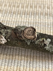 Trametes villosa