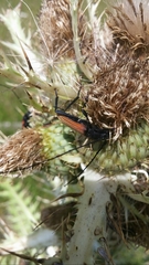 Tragidion coquus