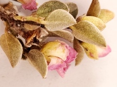 Podalyria burchellii