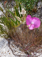 Podalyria burchellii