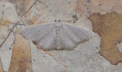 Idaea distinctaria