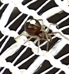 Neottiura bimaculata