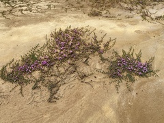 Lampranthus debilis