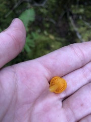 Gloioxanthomyces nitidus