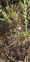 Salsola oppositifolia