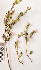 Podalyria burchellii