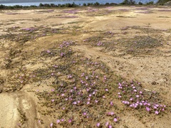 Lampranthus debilis