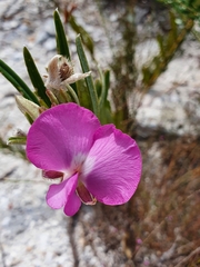 Podalyria burchellii
