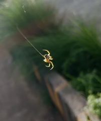 Bijoaraneus mitificus