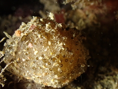 Polyclinum aurantium