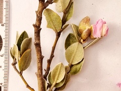 Podalyria burchellii