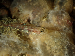 Pomatoschistus pictus